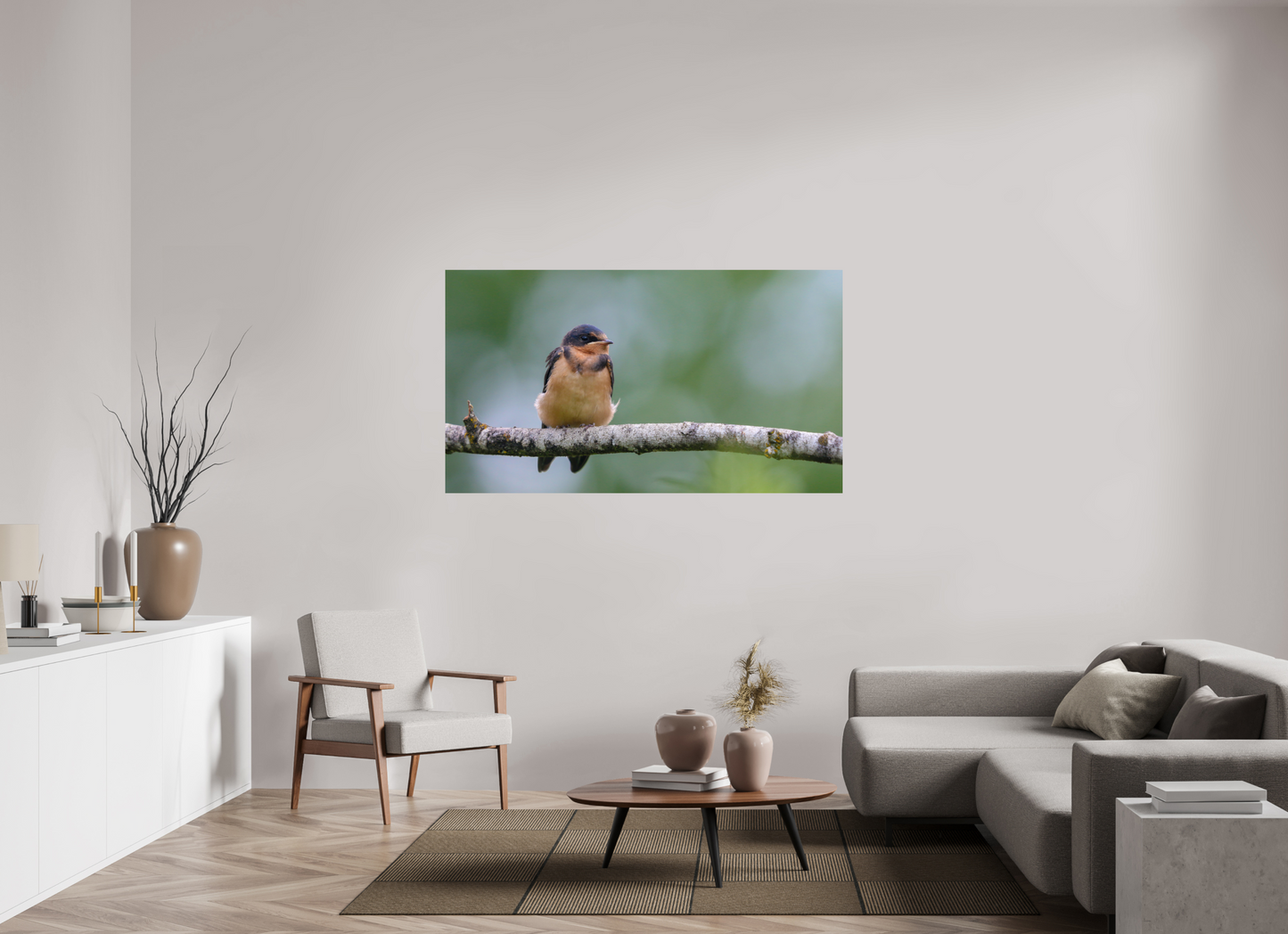 Observant Barn Swallow