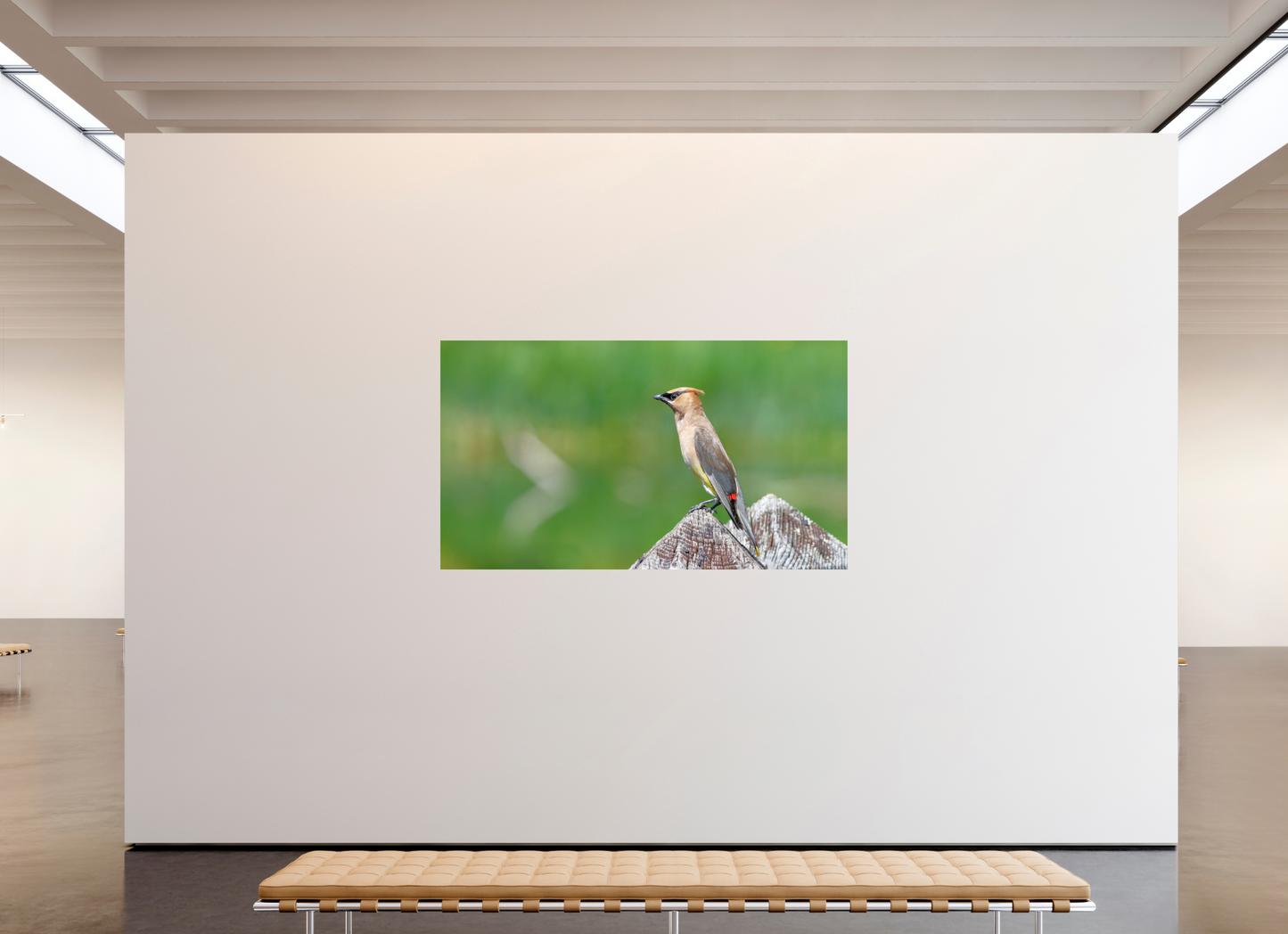 Cedar Waxwing Lookout