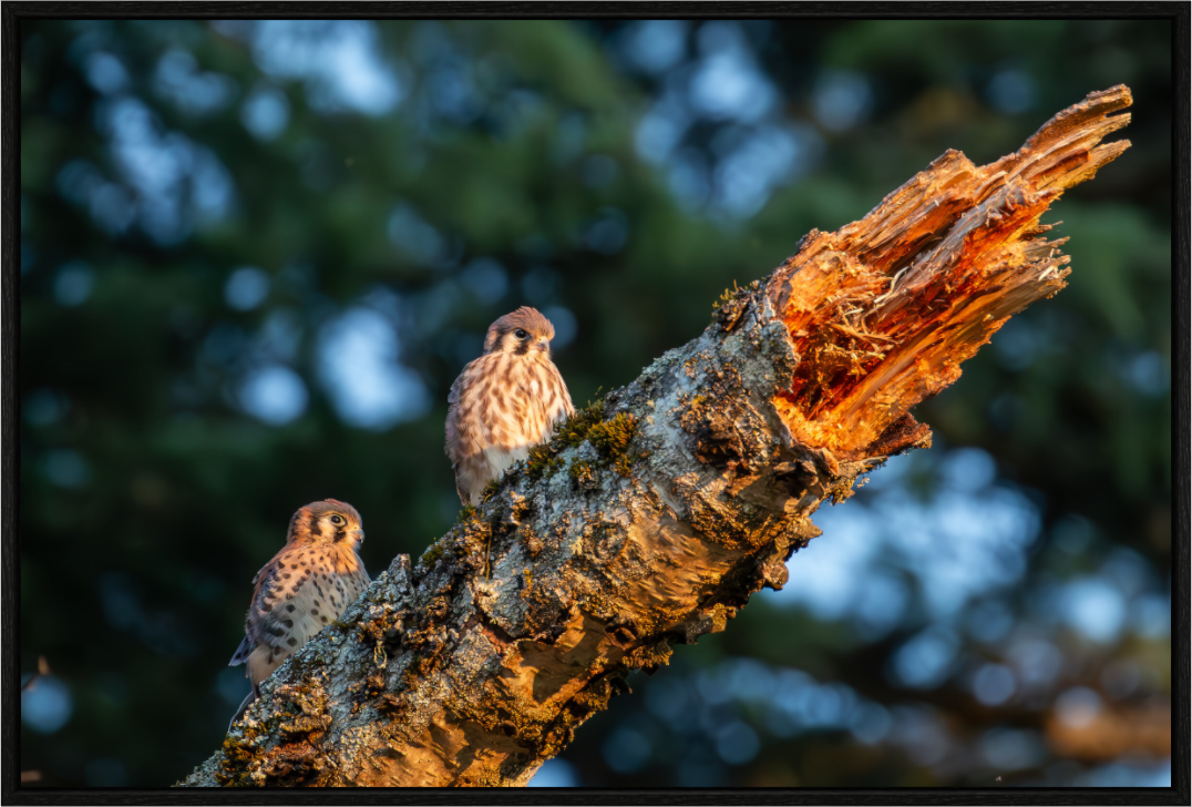 Kestrel Siblings at Sunset