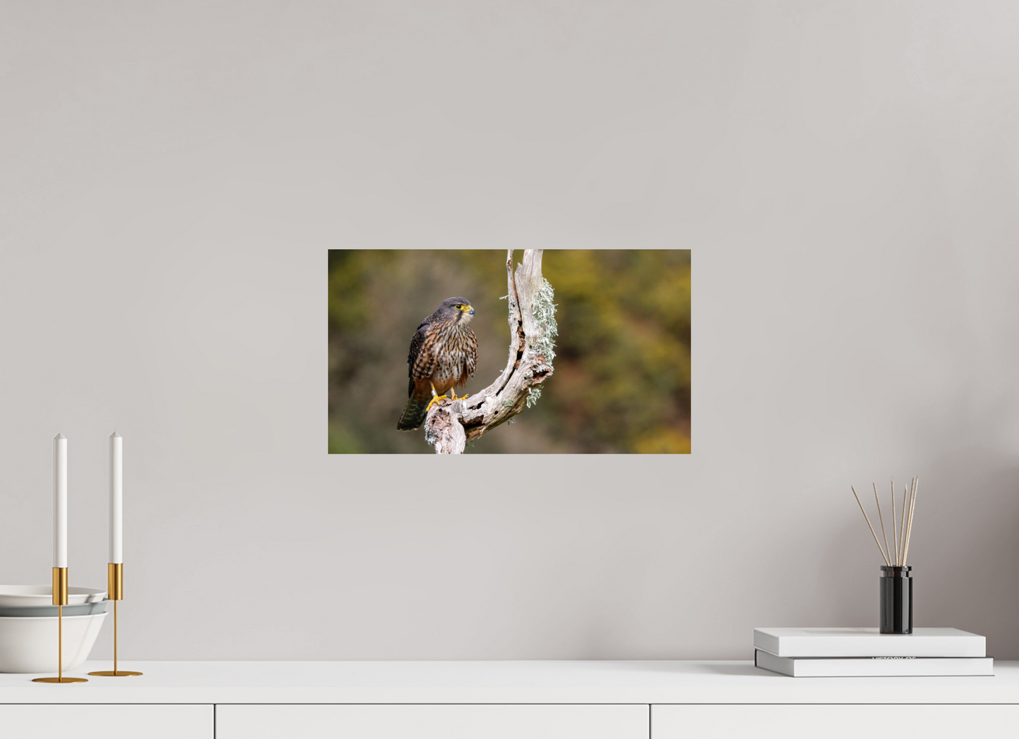 New Zealand Falcon