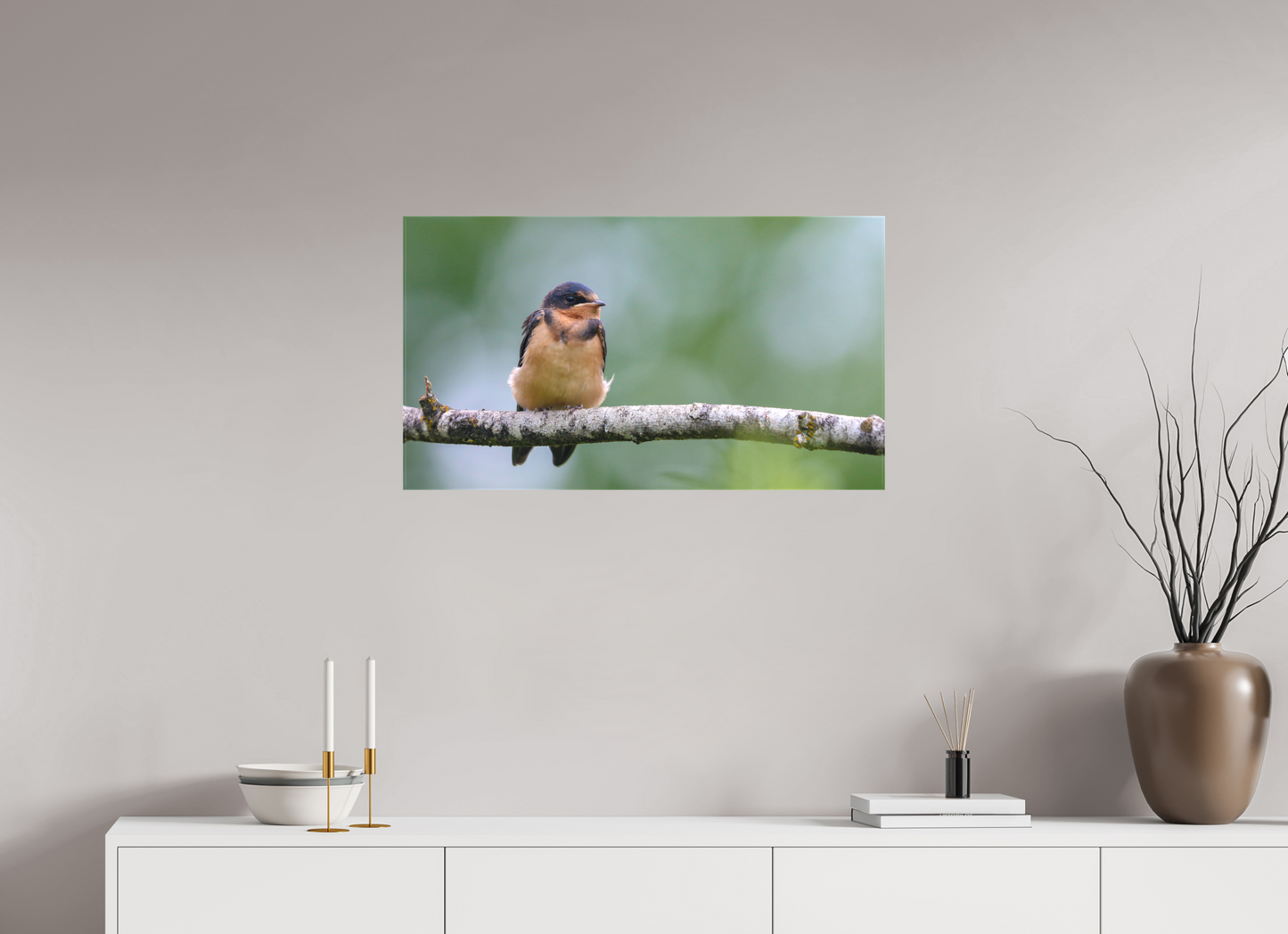 Observant Barn Swallow