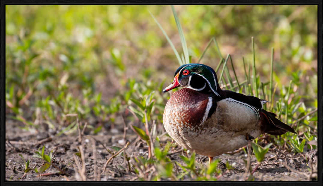 Balancing Wood Duck