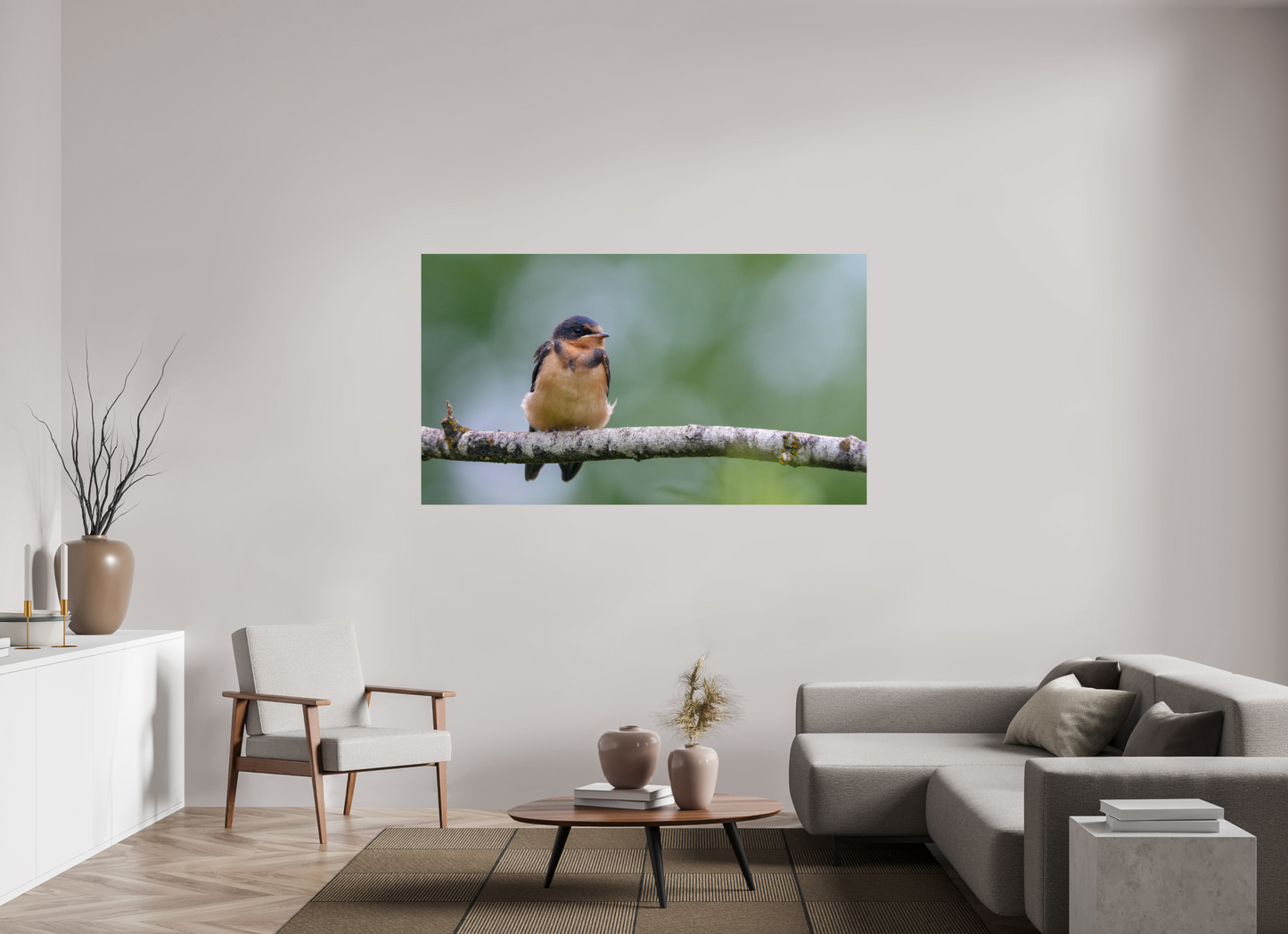 Observant Barn Swallow