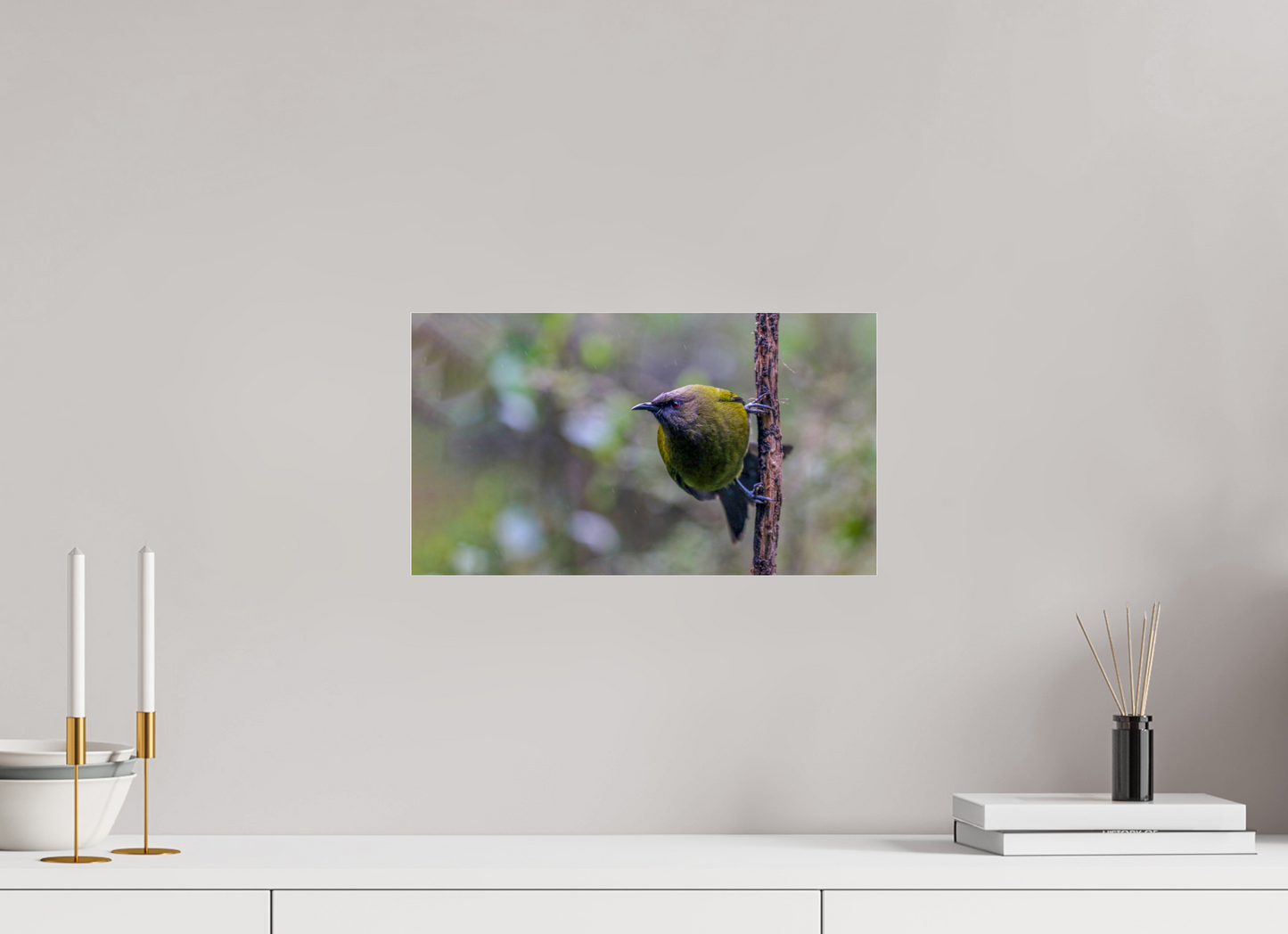 Curious Bellbird