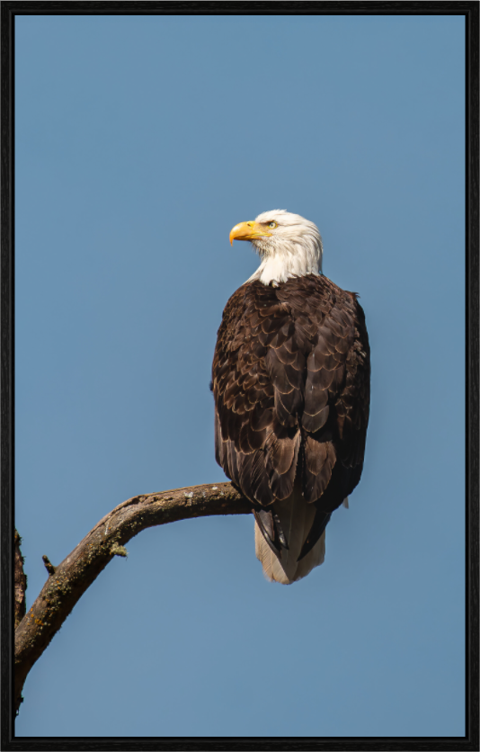 Bald Eagle Portrait