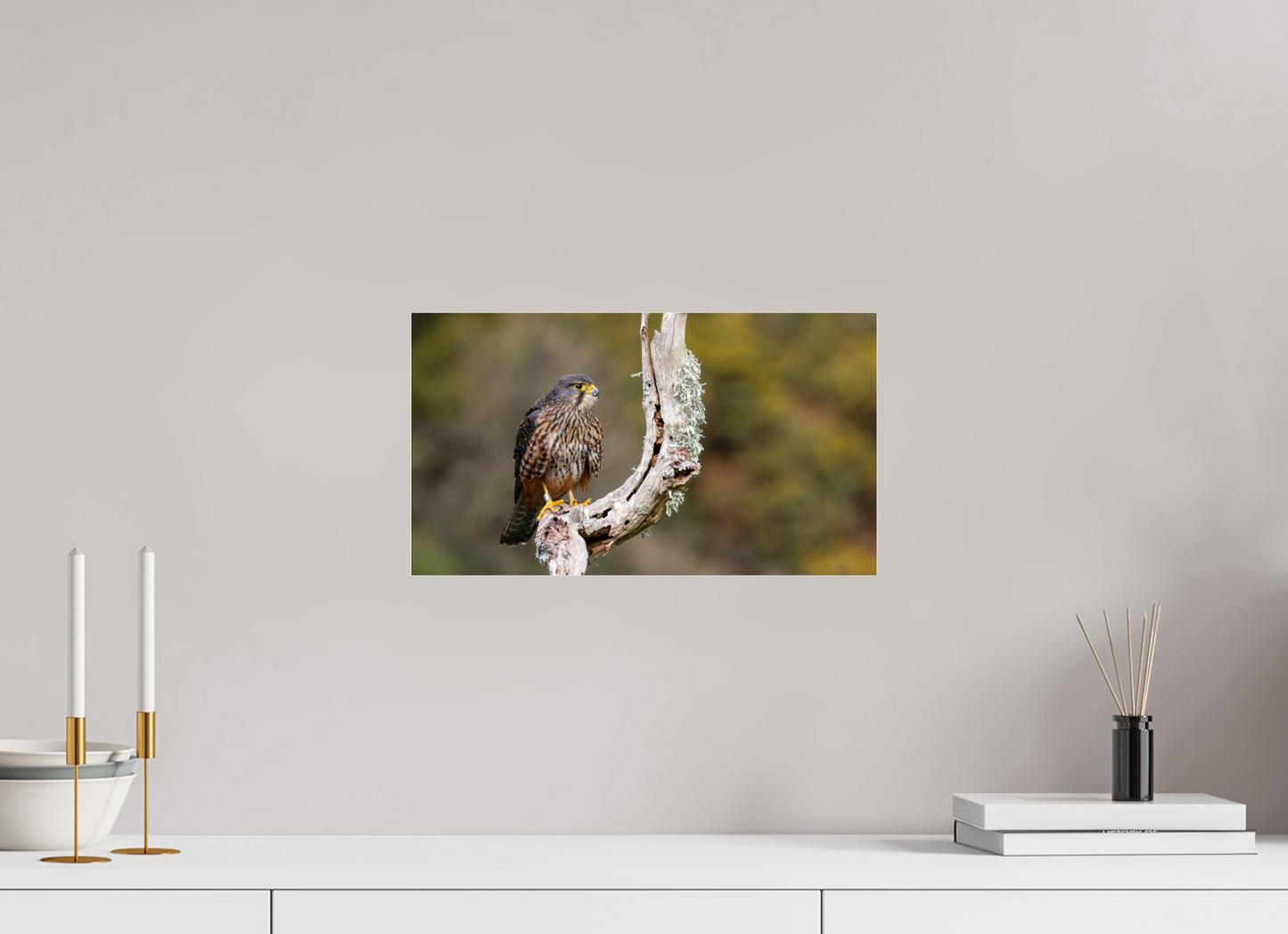 New Zealand Falcon