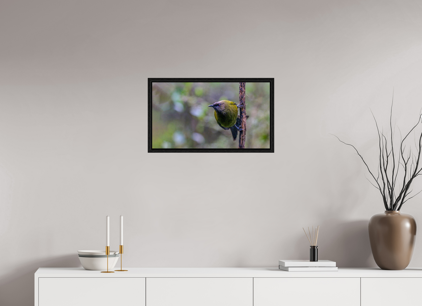 Curious Bellbird