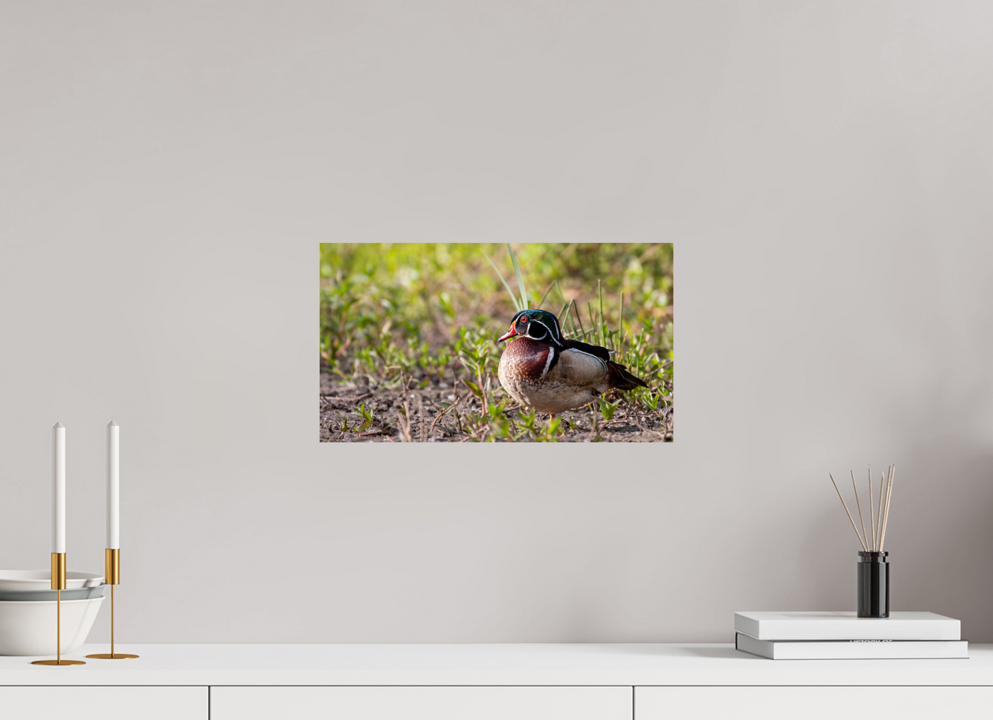 Balancing Wood Duck