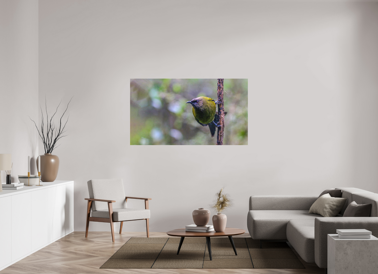 Curious Bellbird