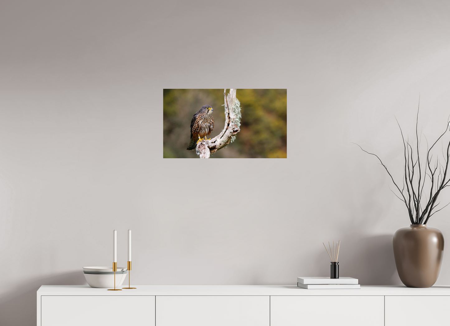 New Zealand Falcon