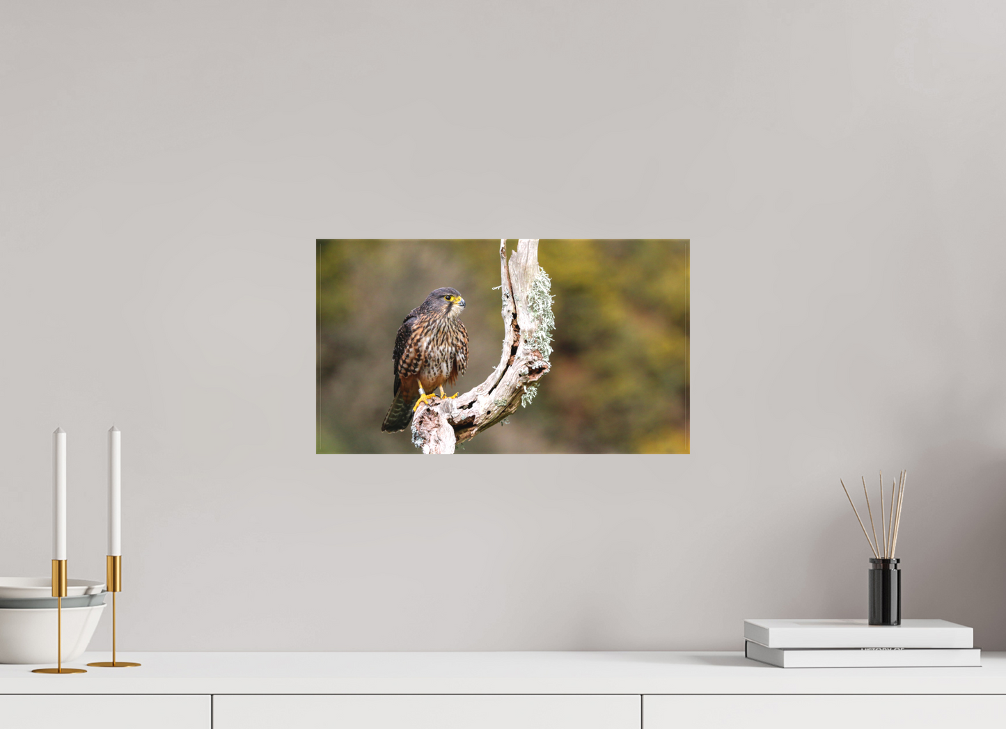 New Zealand Falcon