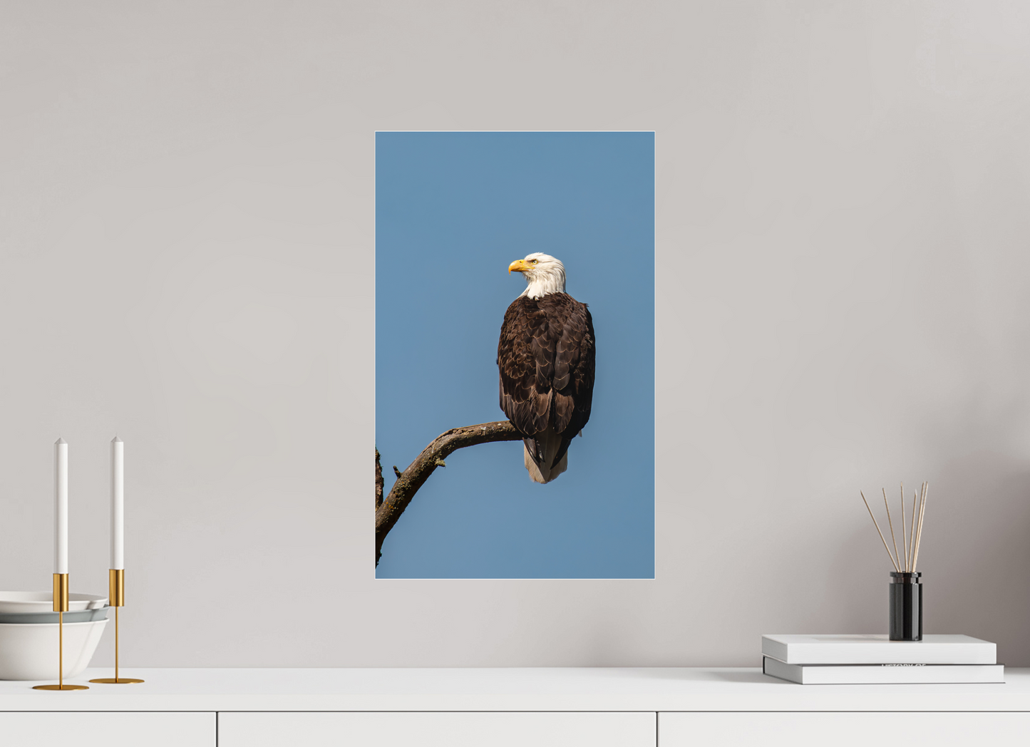 Bald Eagle Portrait
