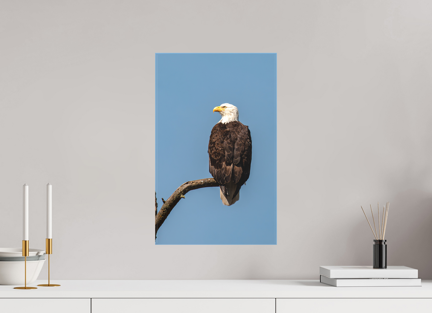 Bald Eagle Portrait