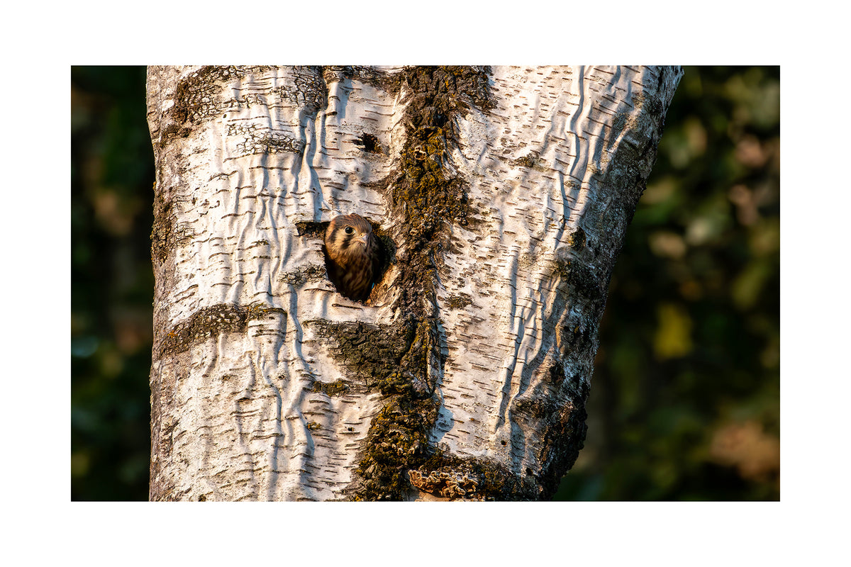 Fine Art Photography Greeting Cards | Individual 4" × 6" Photo Prints
