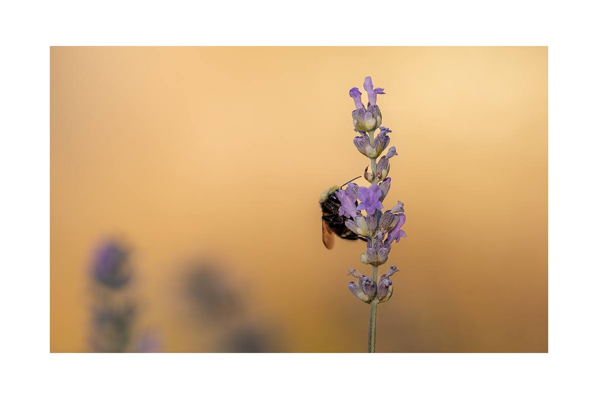 Bee Bundle
