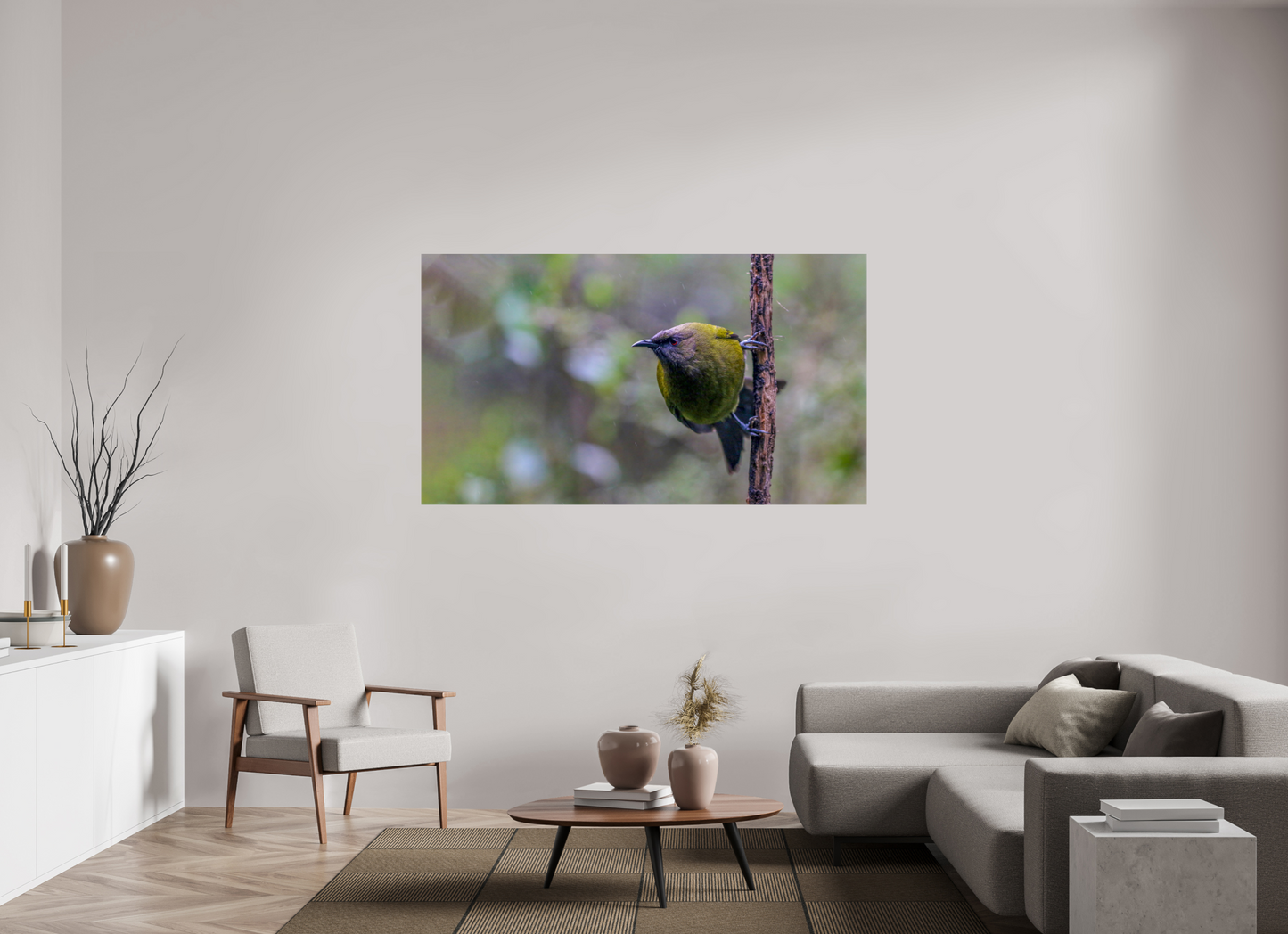 Curious Bellbird