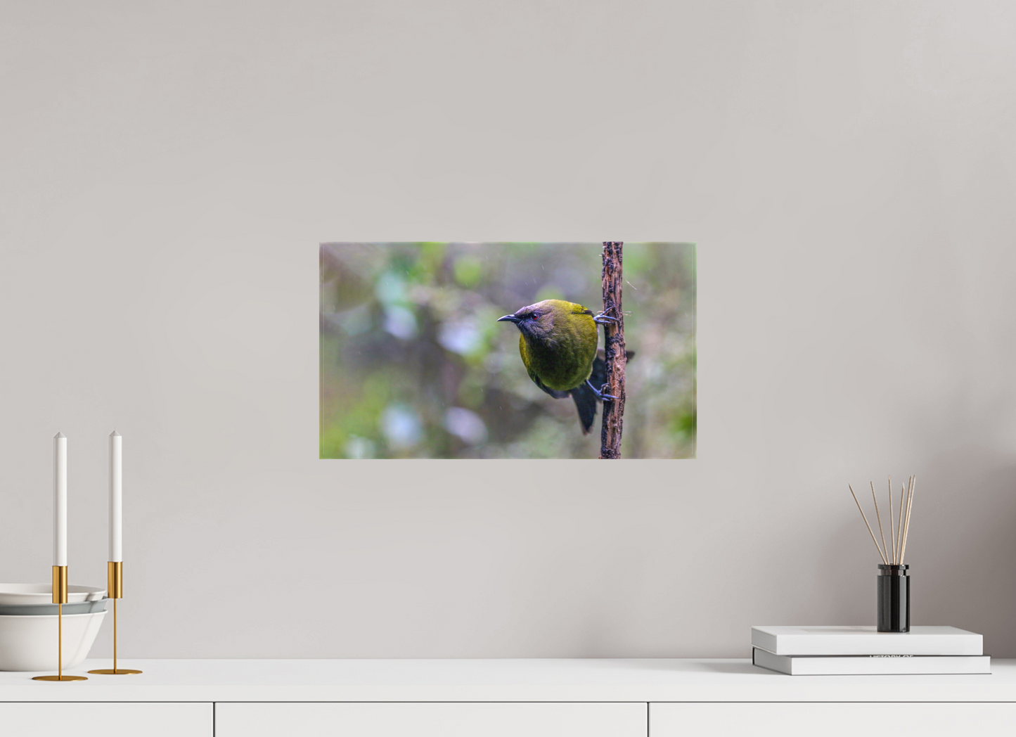 Curious Bellbird