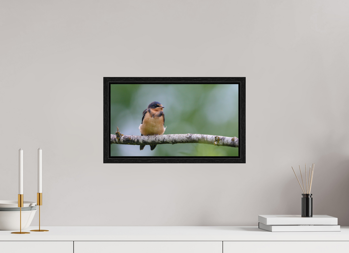 Observant Barn Swallow