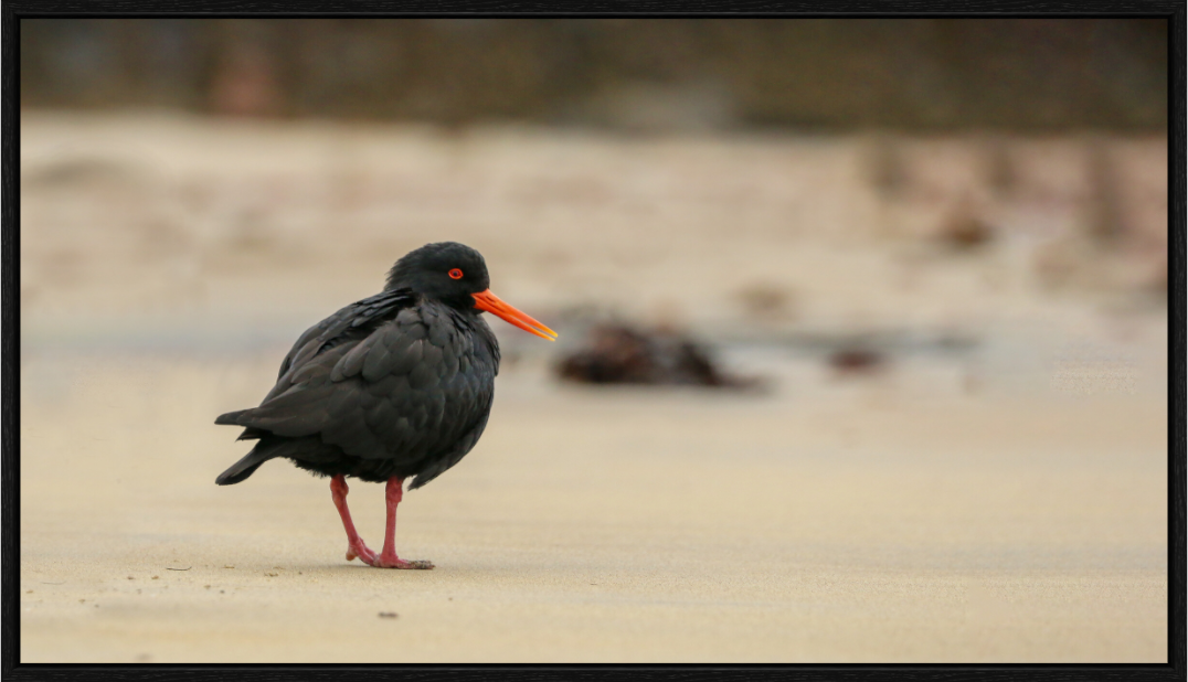 Beach Cruising Oyster Catcher