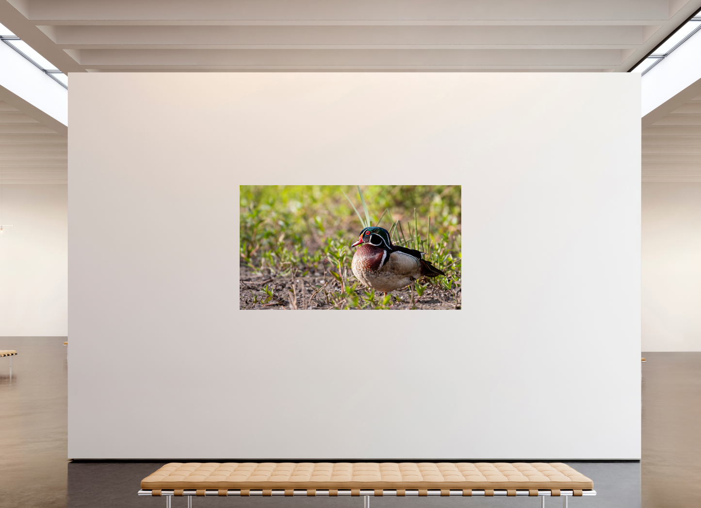 Balancing Wood Duck
