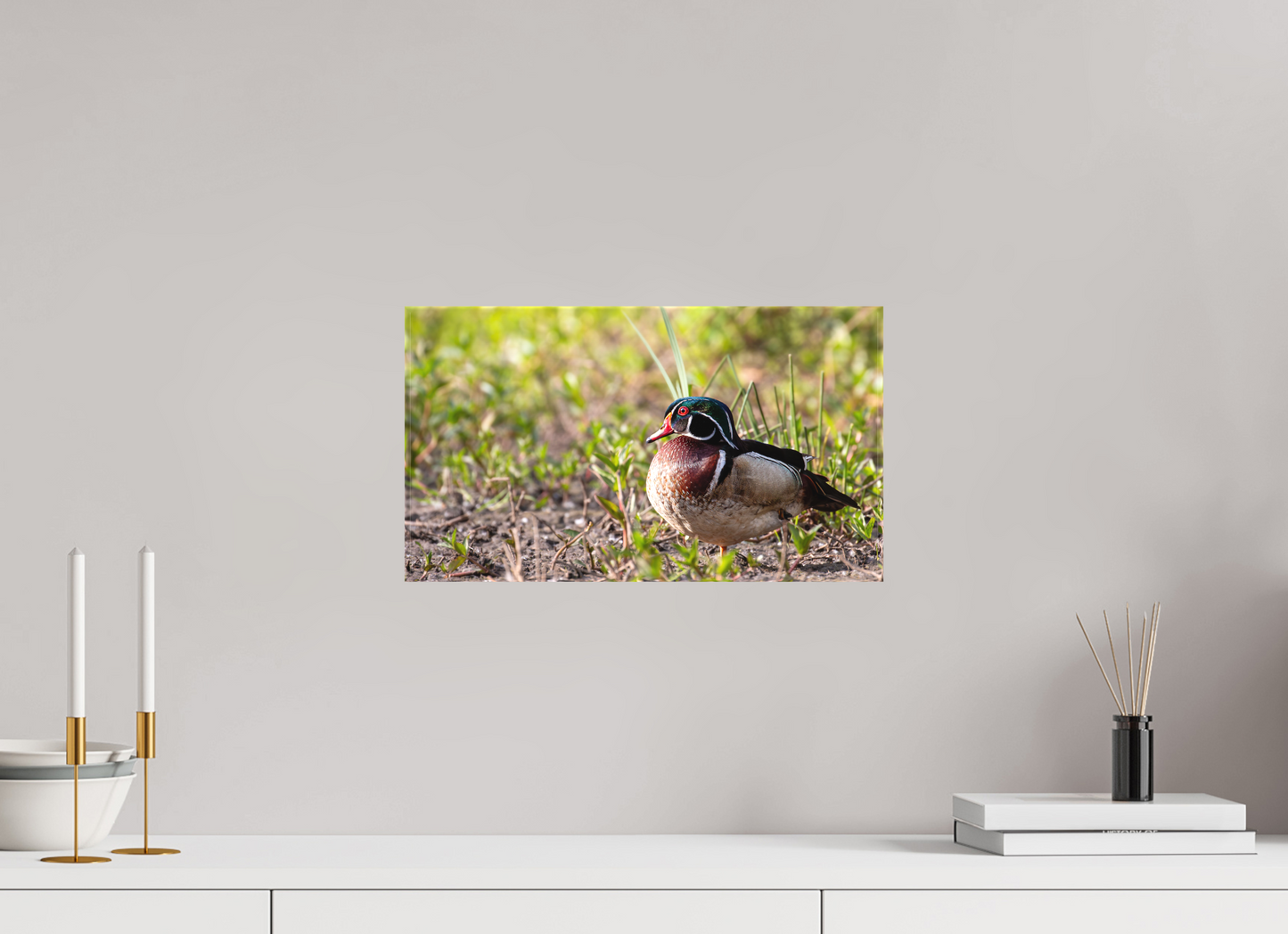 Balancing Wood Duck