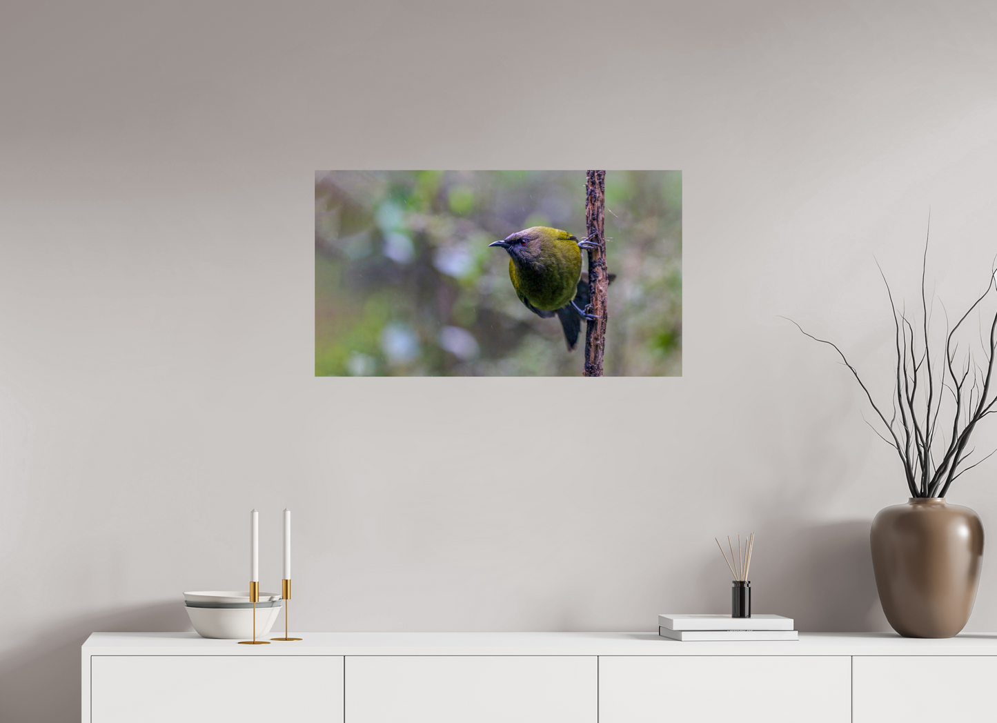 Curious Bellbird