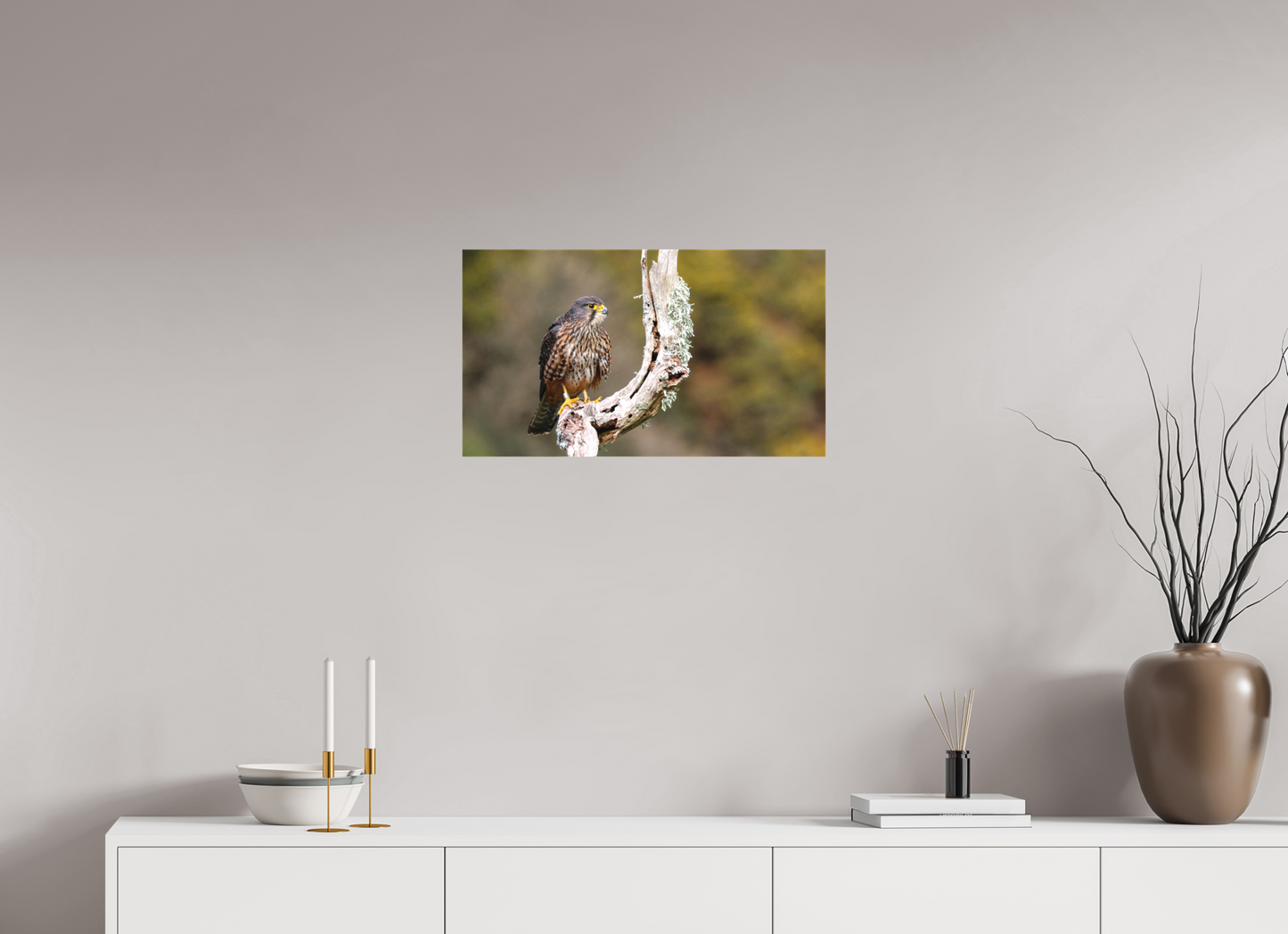 New Zealand Falcon