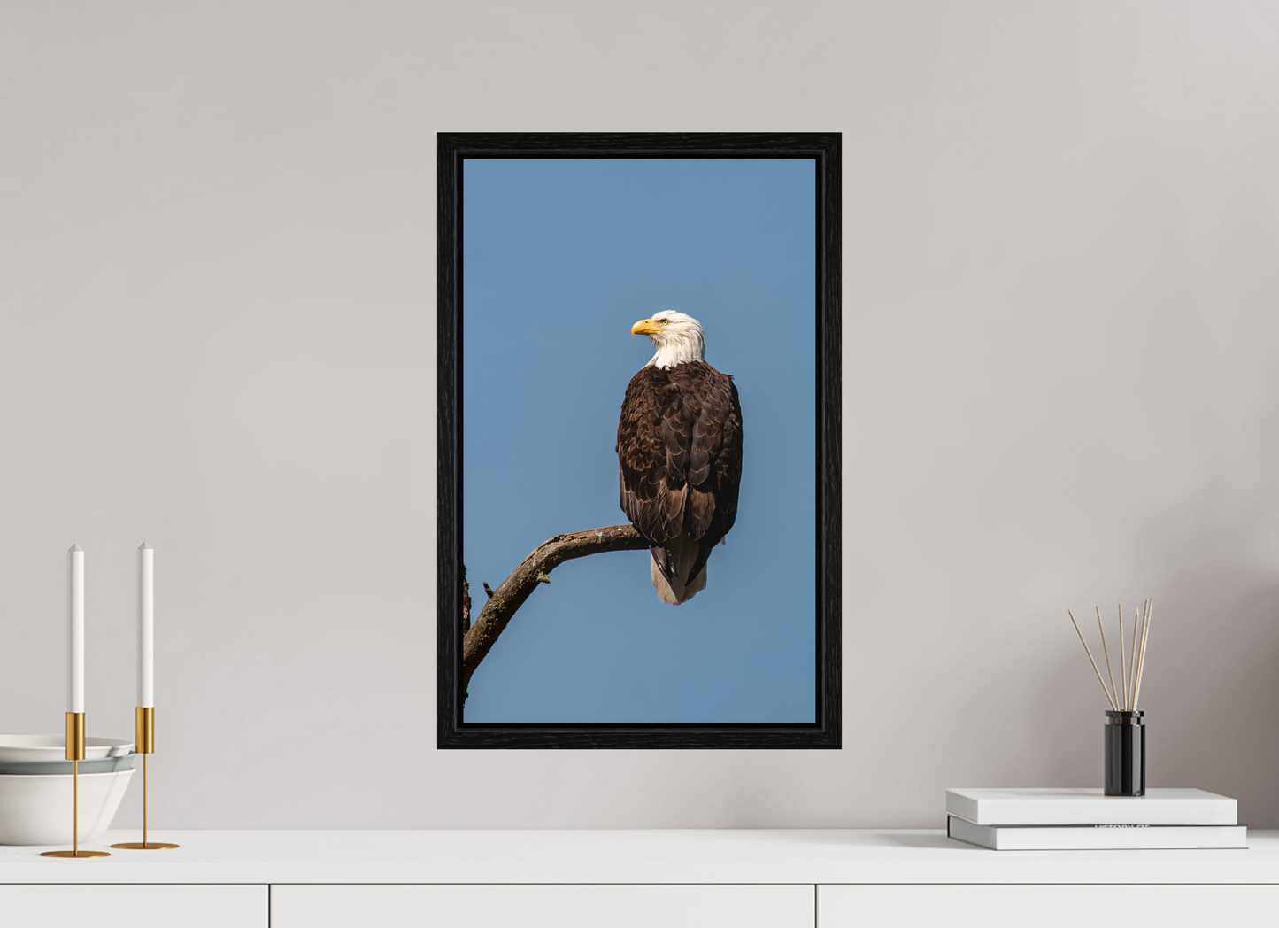 Bald Eagle Portrait