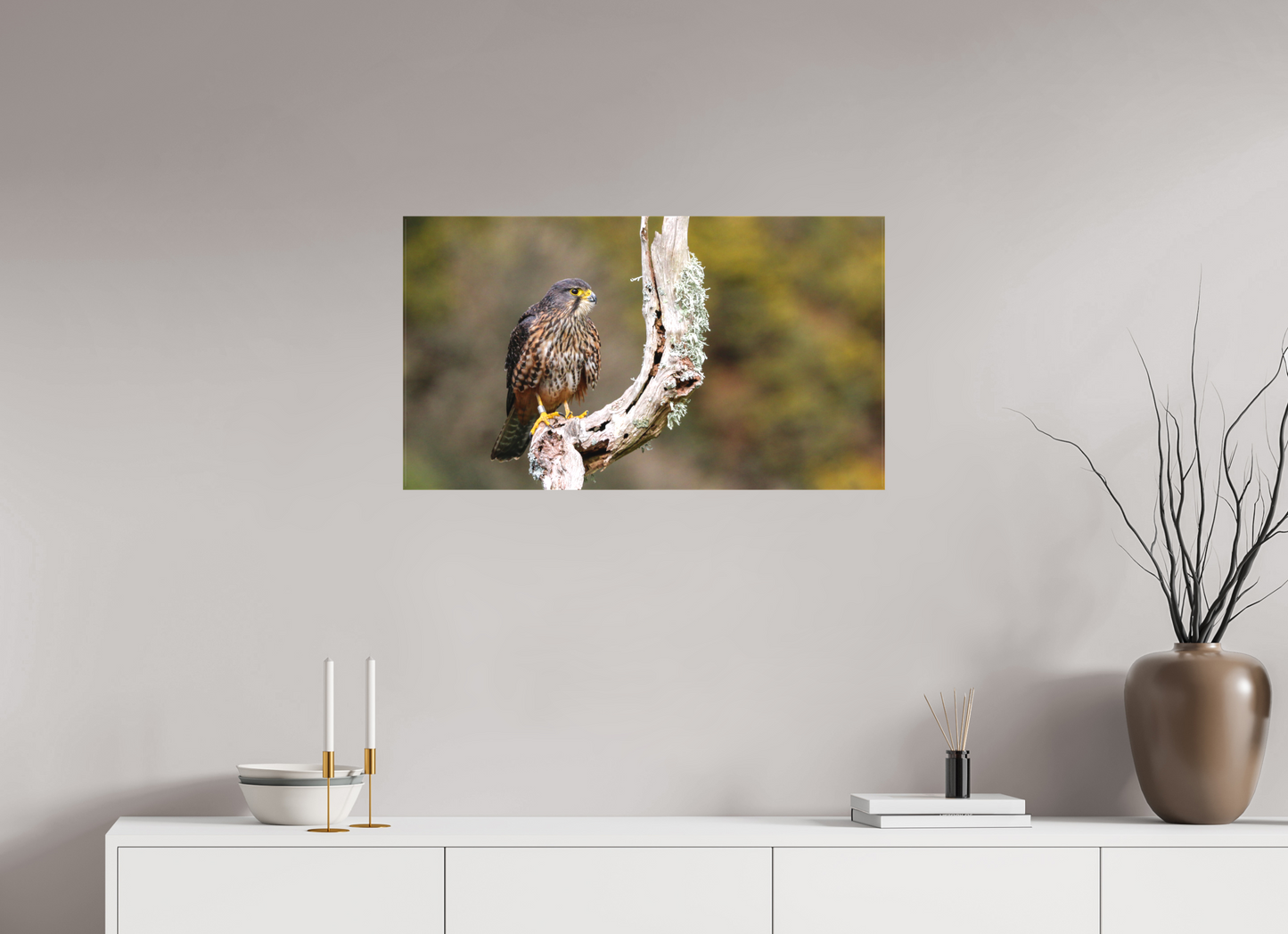 New Zealand Falcon
