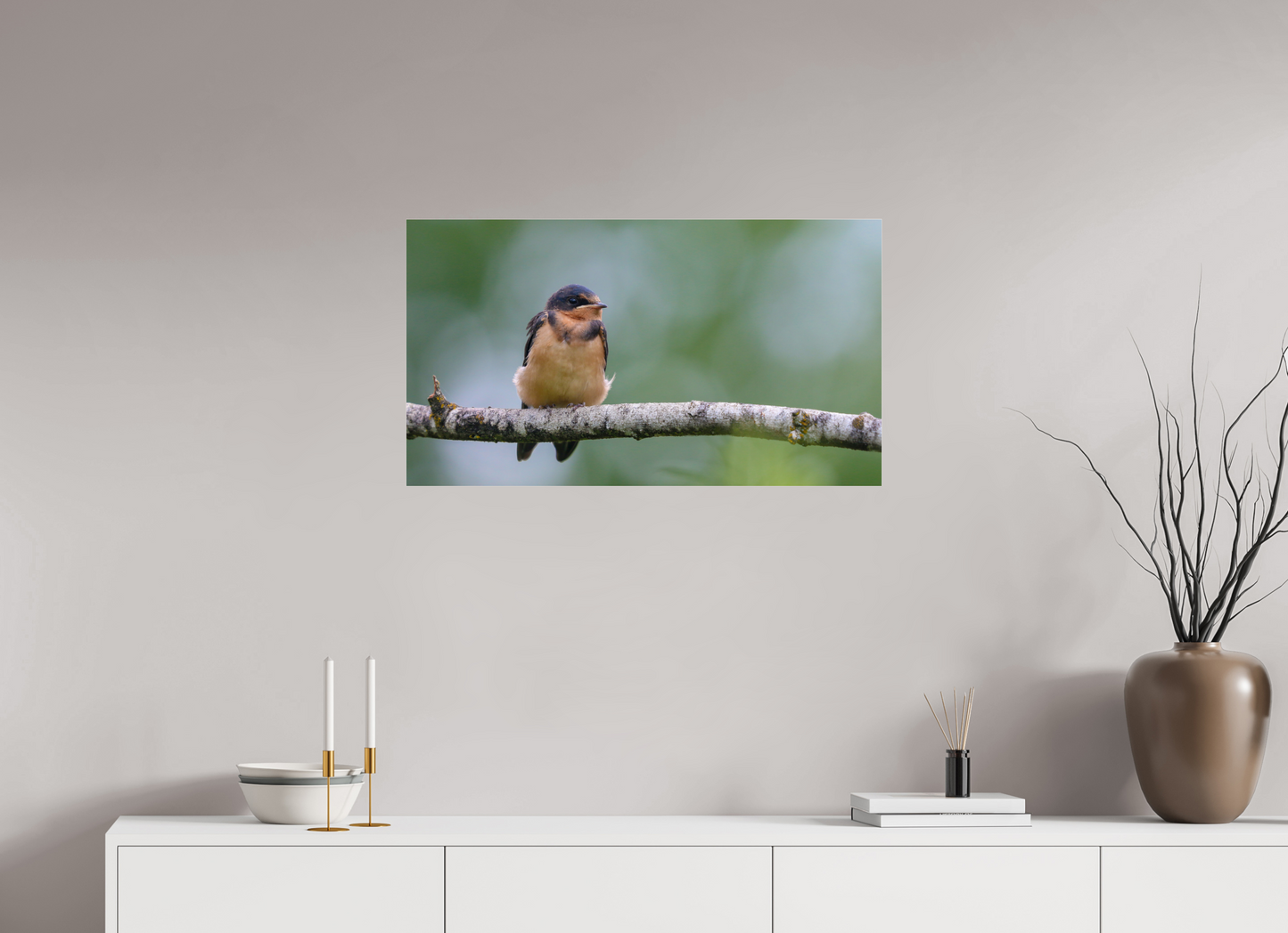 Observant Barn Swallow