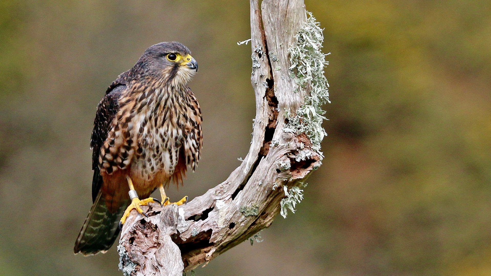 Birds of Prey – Stone Art Collective