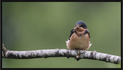 Resting Barn Swallow