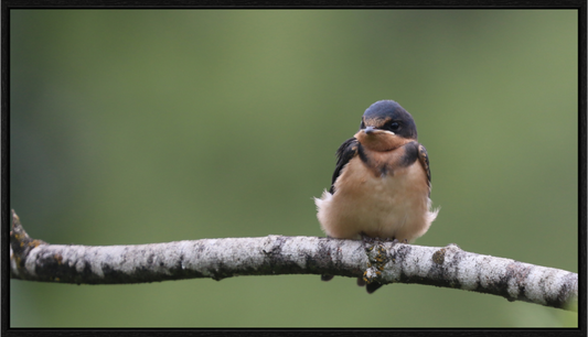 Resting Barn Swallow