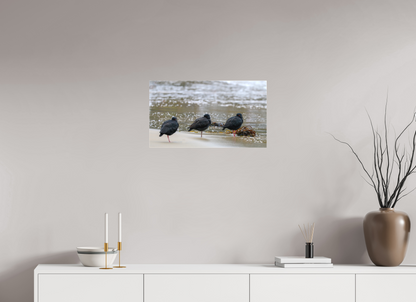 Beach Resting Oyster Catchers