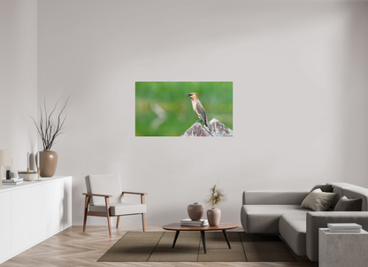 Cedar Waxwing Lookout