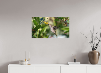 Nectar Hunting Hummingbird