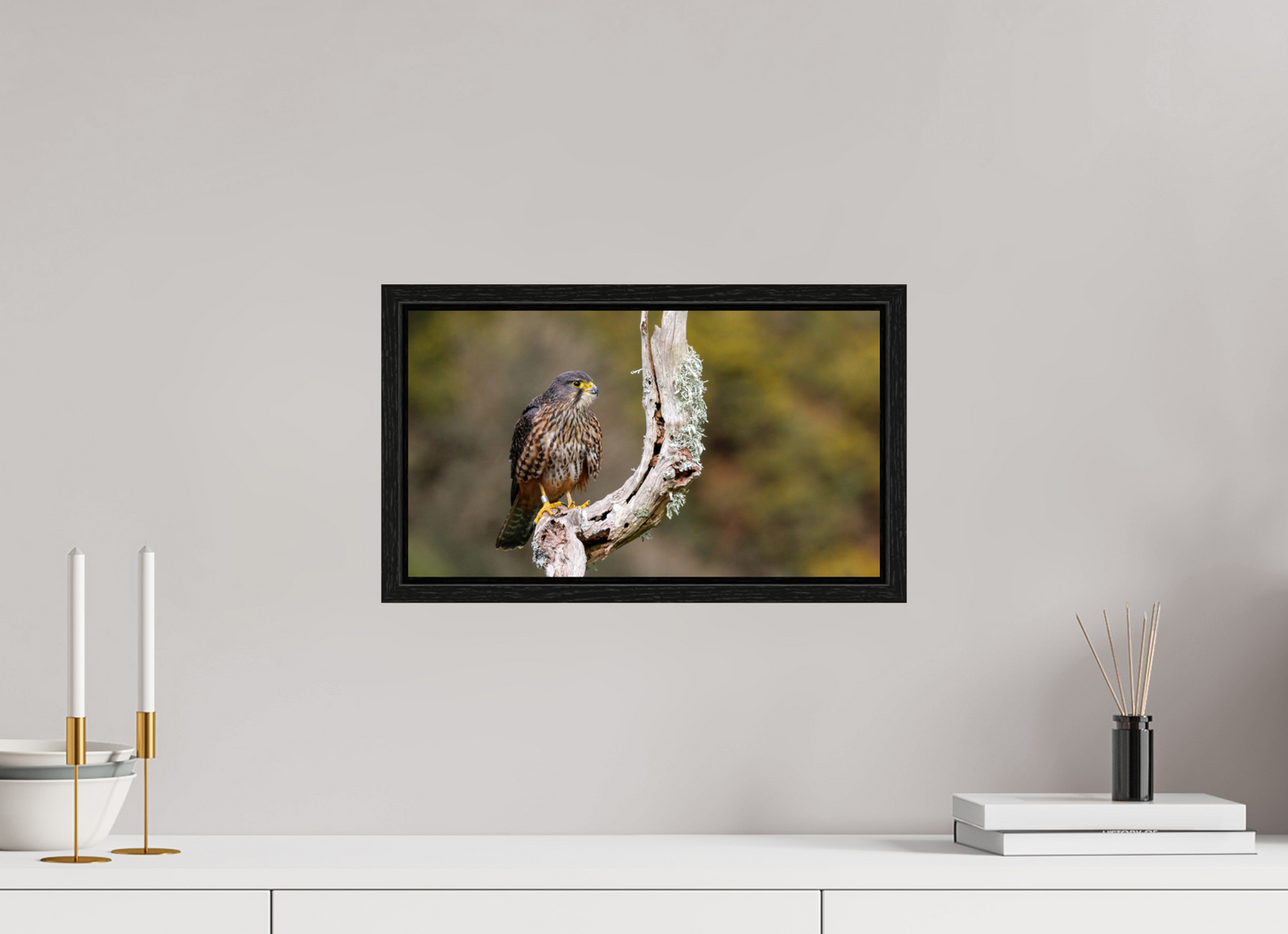 New Zealand Falcon
