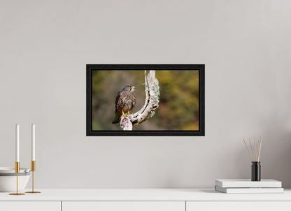 New Zealand Falcon