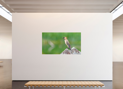 Cedar Waxwing Lookout