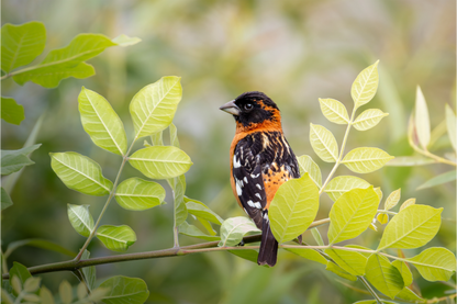 Main image Poised Black Headed Grosbeak