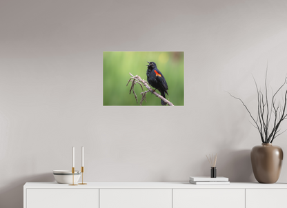 24 x 16″, Canvas Prints Perched Red Winged Blackbird