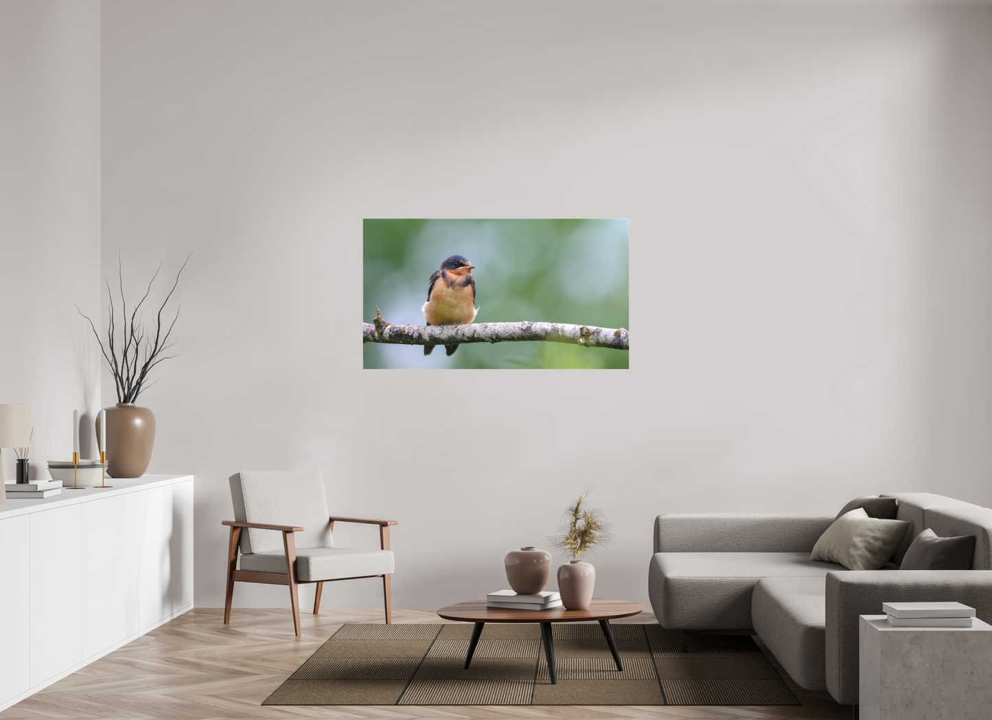 Observant Barn Swallow