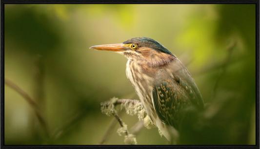 Green Heron Profile