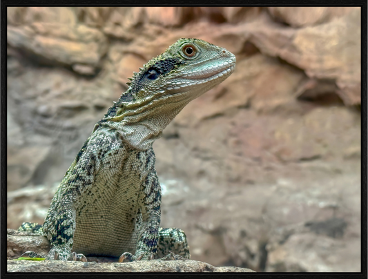 Water Dragon on Proud Rock