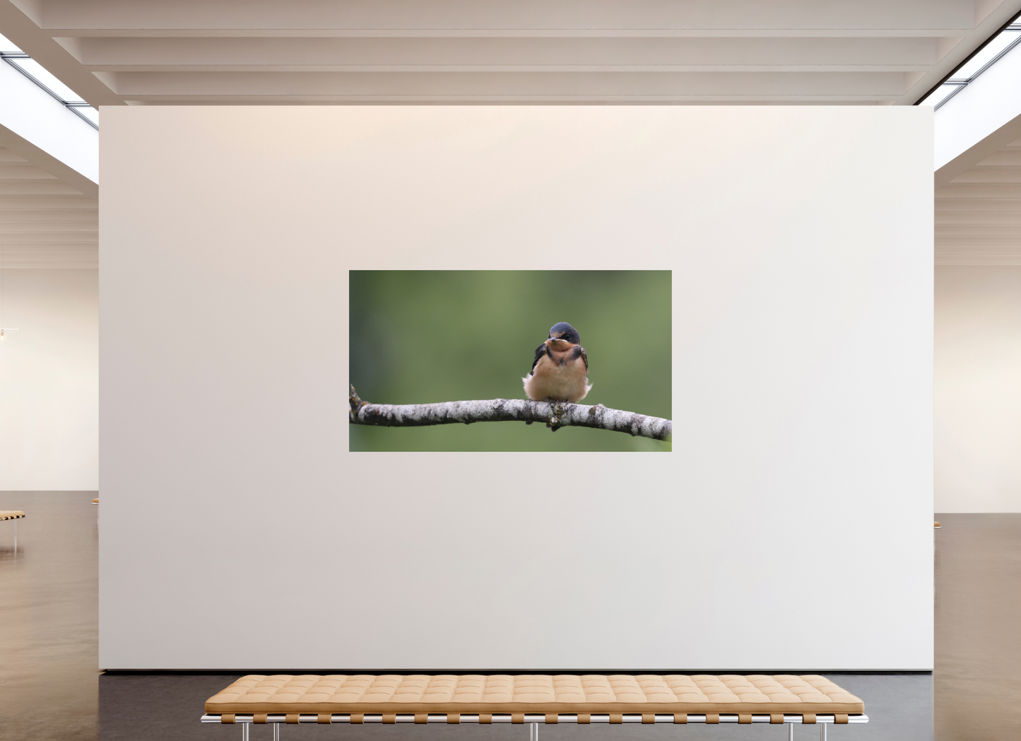 Resting Barn Swallow