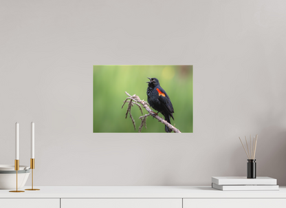 15 x 10″, Canvas Prints Perched Red Winged Blackbird
