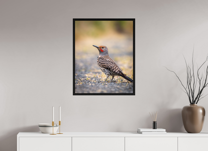 24 x 30″, Floater Frame Remarkable Northern Flicker