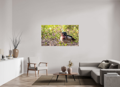 Balancing Wood Duck