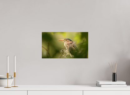 Green Heron Profile