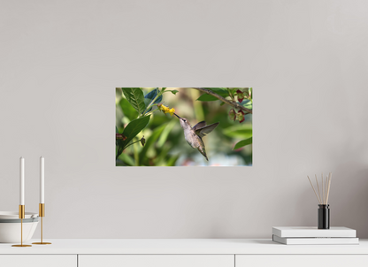 Nectar Hunting Hummingbird